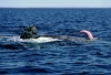 mavi balinaların pipilerinin 2 buçuk metre olması