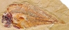 coelacanthıformes / #138455