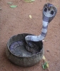 kral kobra