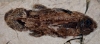 coelacanthıformes / #138453