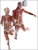 body worlds