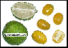 citrus fortunella microcarpa / #48015